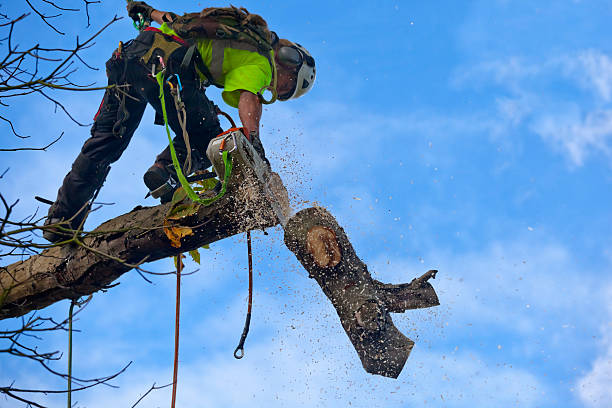 Best Tree Trimming and Pruning  in La Pine, OR